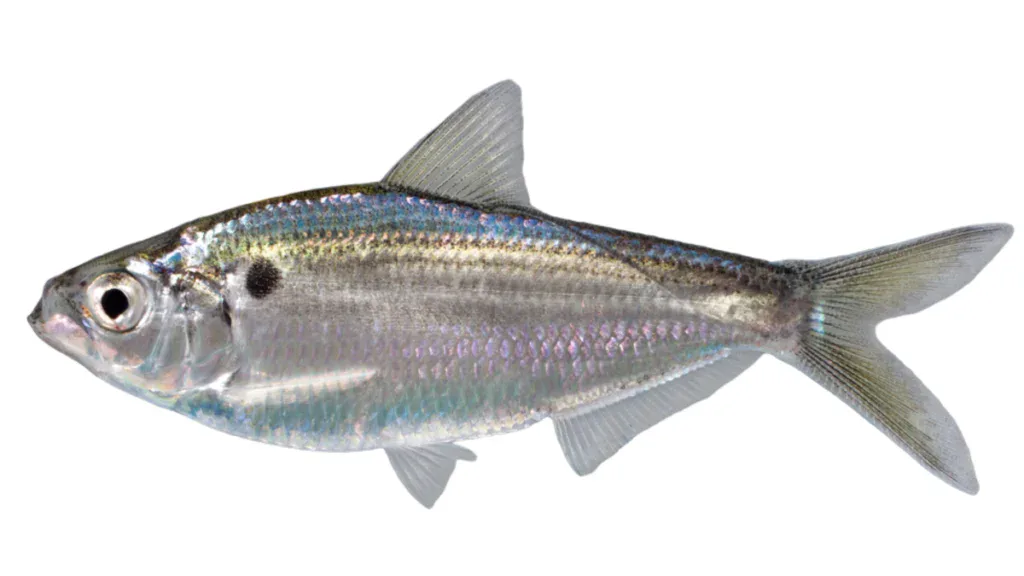Threadfin shad
