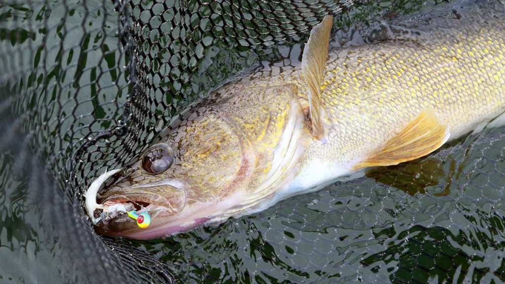 netting a walleye