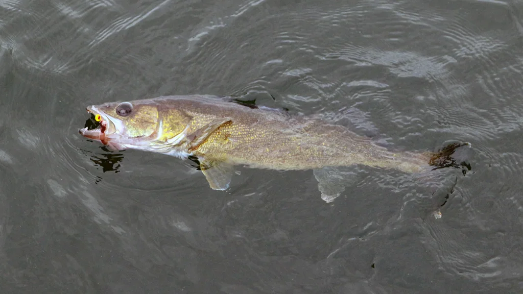 walleye fishing