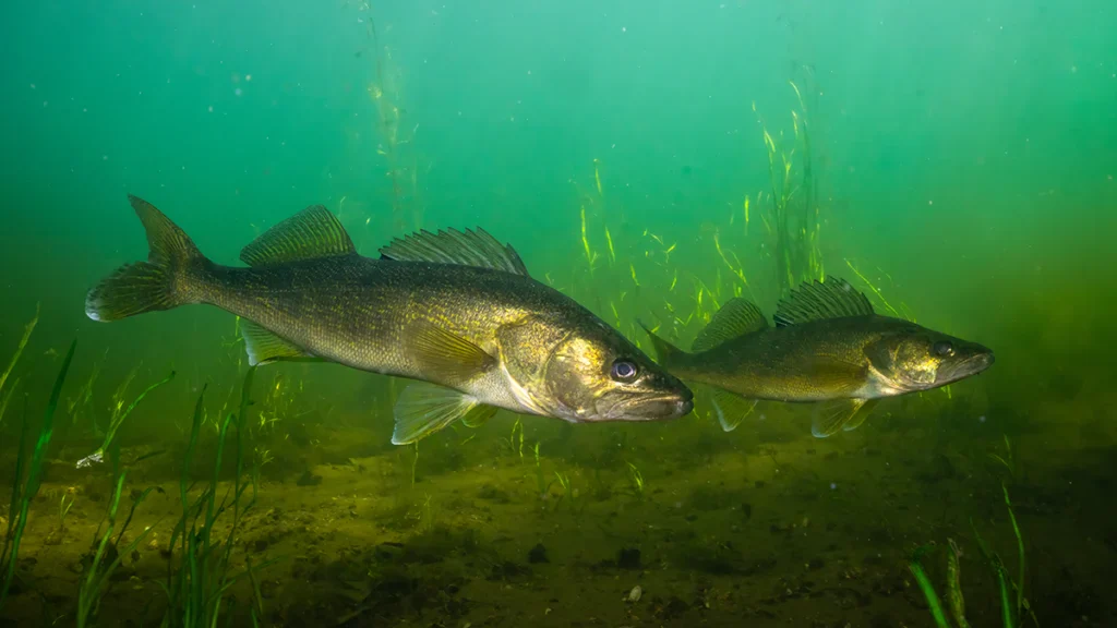 walleye swimming underwater