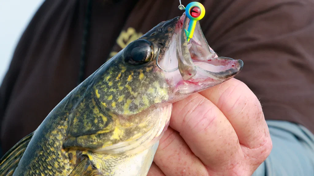 walleye caught on jig