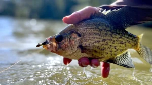 How to Catch Crappie All Winter Long