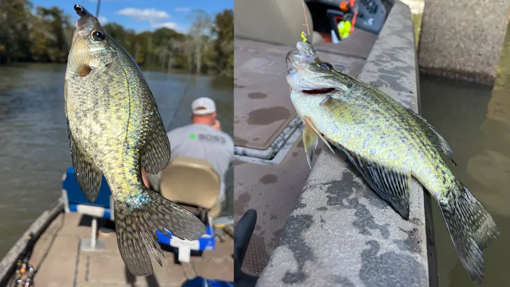 winter crappie caught deep