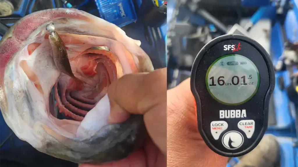 16 pound California kayak bass