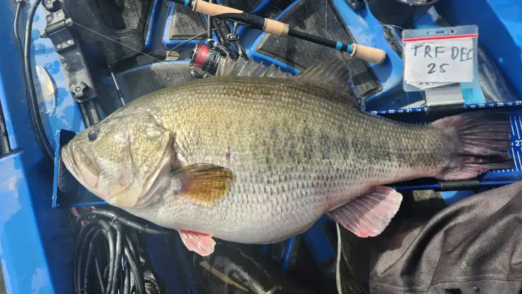 16 pound bass caught in kayak