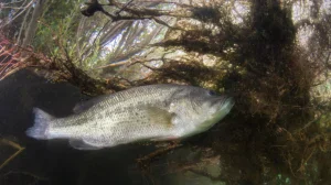 Largemouth bass hanging under vegetation
