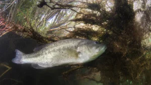 5 Easy Ways to Reduce Lure Snags