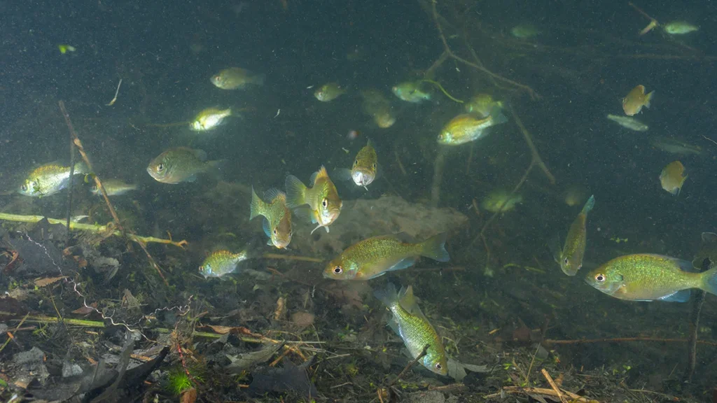 bluegills bedding near structure