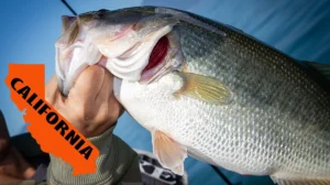 A photo of a large, caught fish with the image of California superimposed on the left