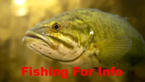 Smallmouth Illegally Released into Canadian Lake