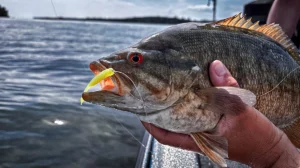 A caught fish with a Yamamoto Shad Shape Worm in its mouth.