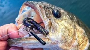 A Nako Jika rig in the open mouth of a freshlhy caught fish