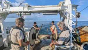 Lake Erie’s Massive Walleye Hatch This Year Promises Excellent Future Fishing