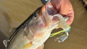 What Lures We’re Throwing in December