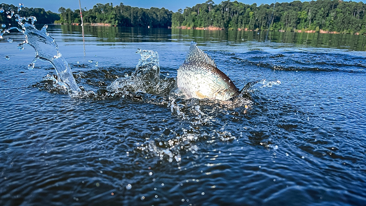 A white crappie at Toledo Bend rises from the water with the distant treeline behind it.