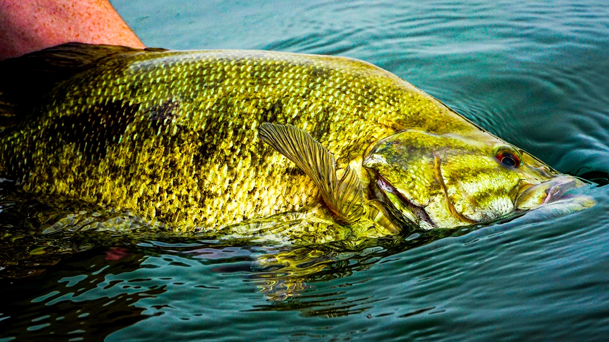 A closeup of a half-submerged bass being held in the water