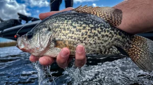 A black crappie with its characteristic irregular dark spots and a lure in its mouth is held directly over the water.