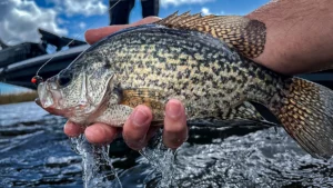 What Science Says About Black Versus White Crappie