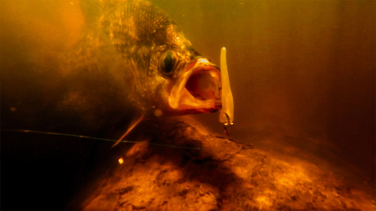 A black crappie underwater opens its mouth to bite a lure.