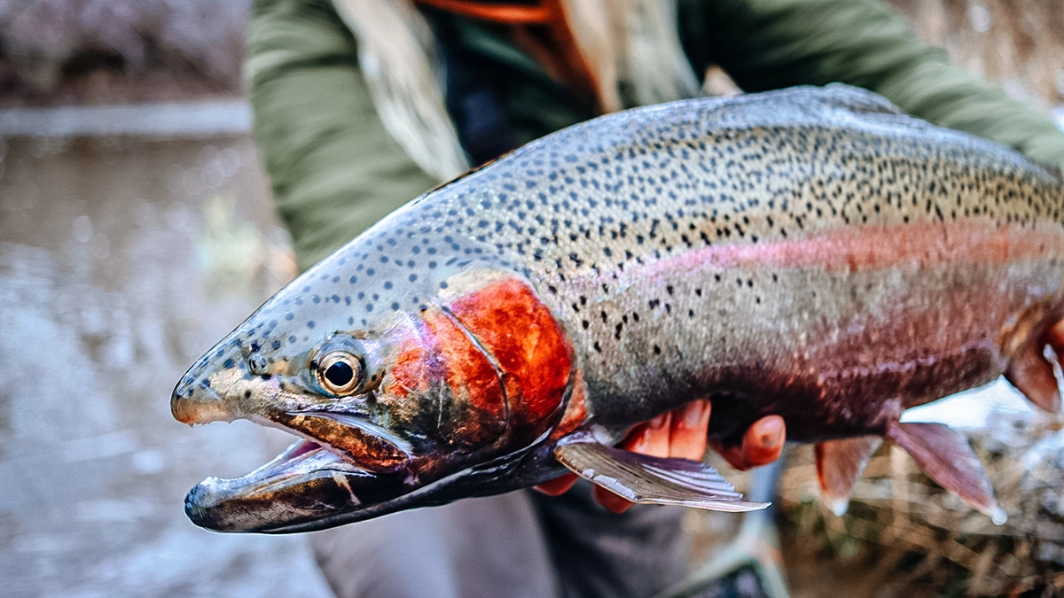 An open-mouthed trout is held up to the camera.