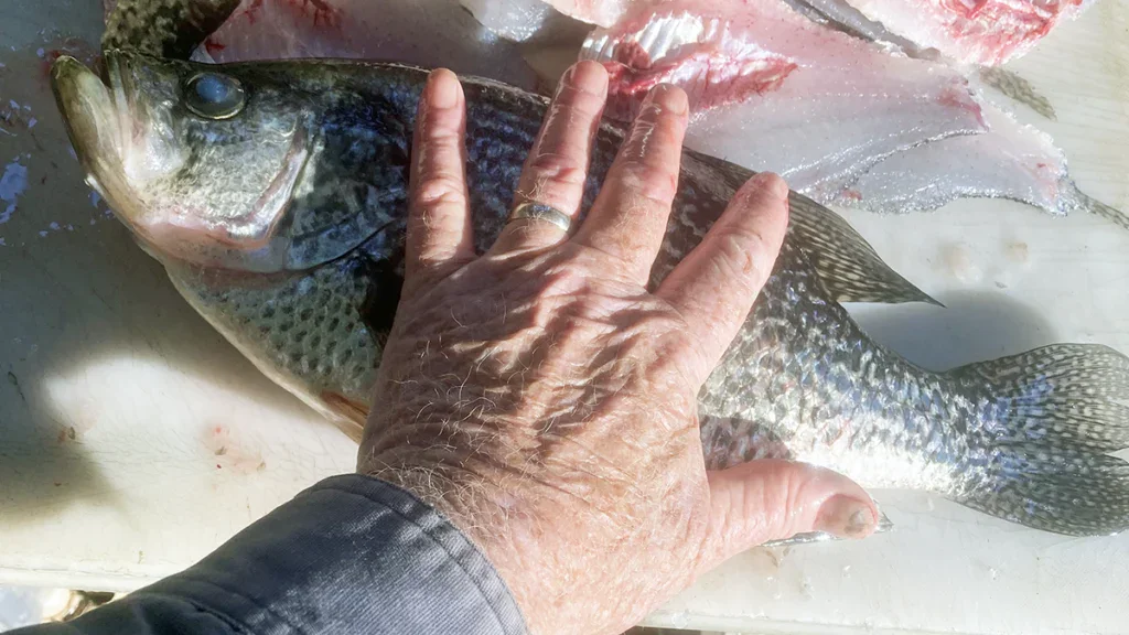 hand size crappie