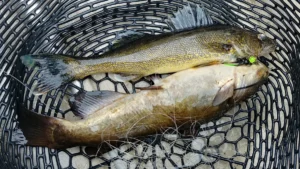 Angler Loses Rig, Snags It Later — Attached To Walleye And Catfish