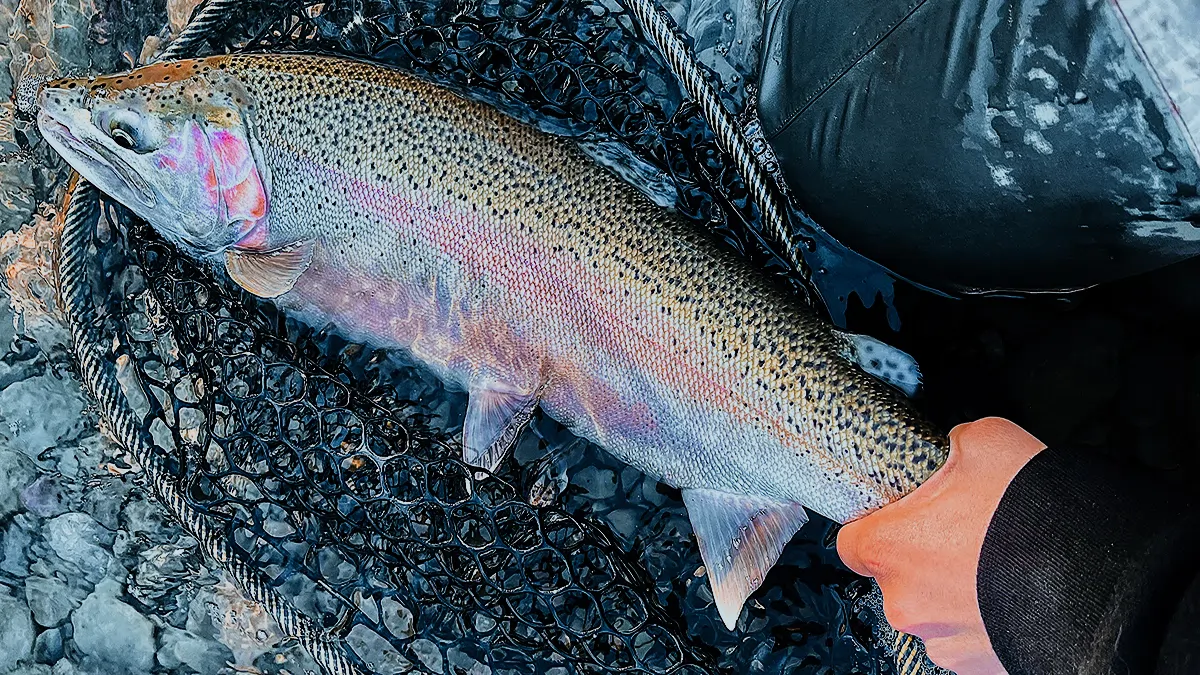 A fall-caught trout displayed on top of a net.