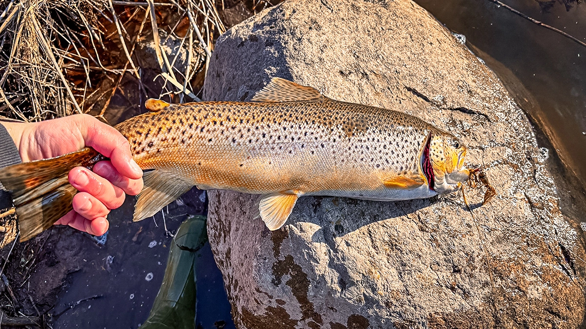 A trout caught during the fall season is displayed on top of a large rock.
