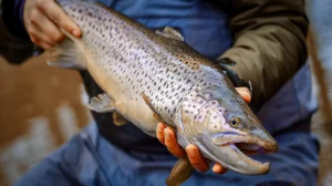 An angler holds an open-mouth trout toward the camera.