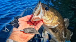 An open-mouth fish hooked with a Berkley PowerBait Maxscent Flux Gill Creature Bait and held over the water