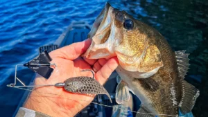 What’s New with Creature Baits