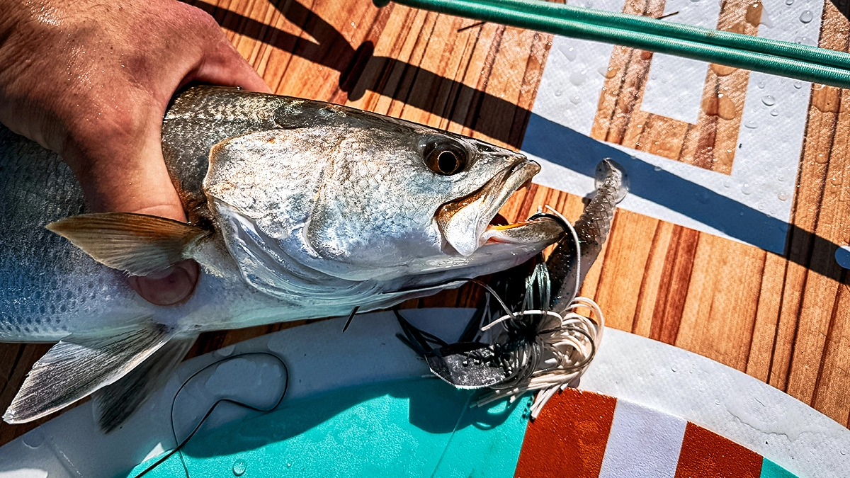 An open-mouth fish still attached to its bait on the surface of the BOTE HD Aero SUP
