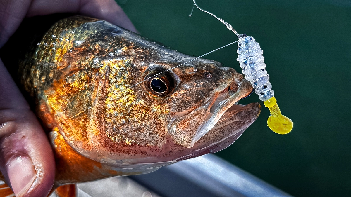 A close up of a perch head and yellow-tipped plastic bait