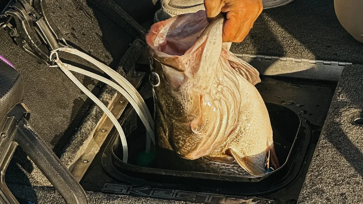 The head of a largemouth bass pokes through a livewell opening.