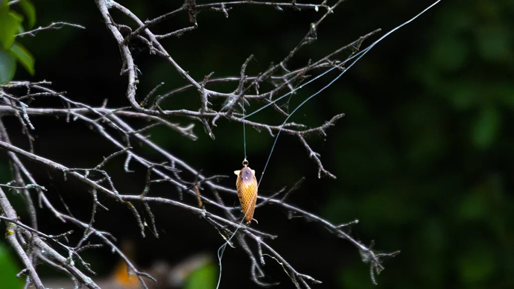lure and fishing line hanging from a tree branch