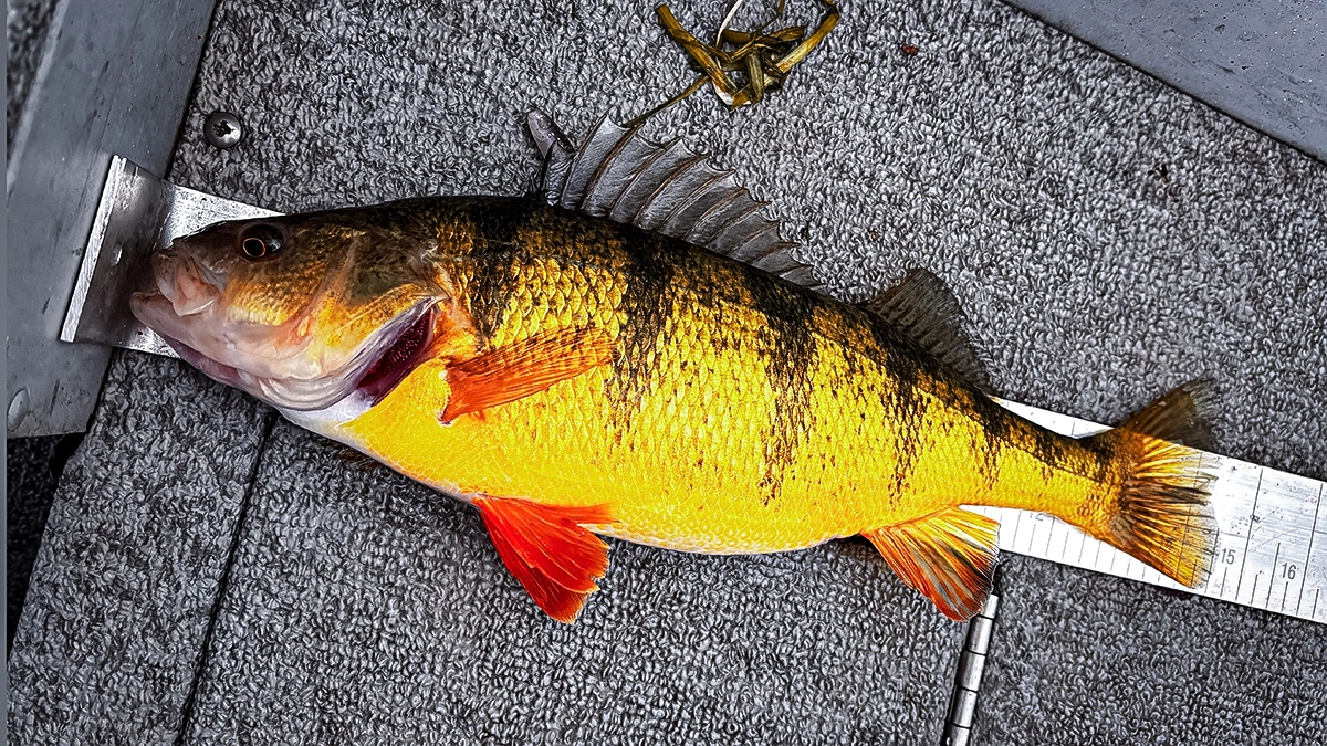 A perch placed over a ruler that shows it measures about 14.5 inches