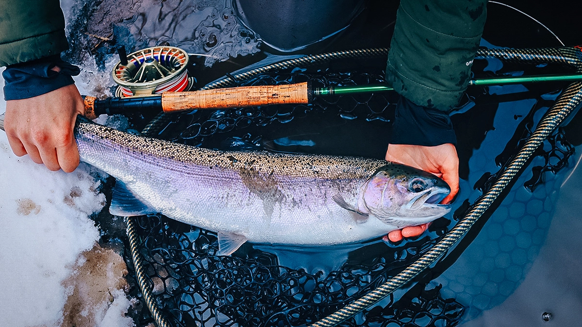 A fisher holds a trout over a net, the water and some snow.