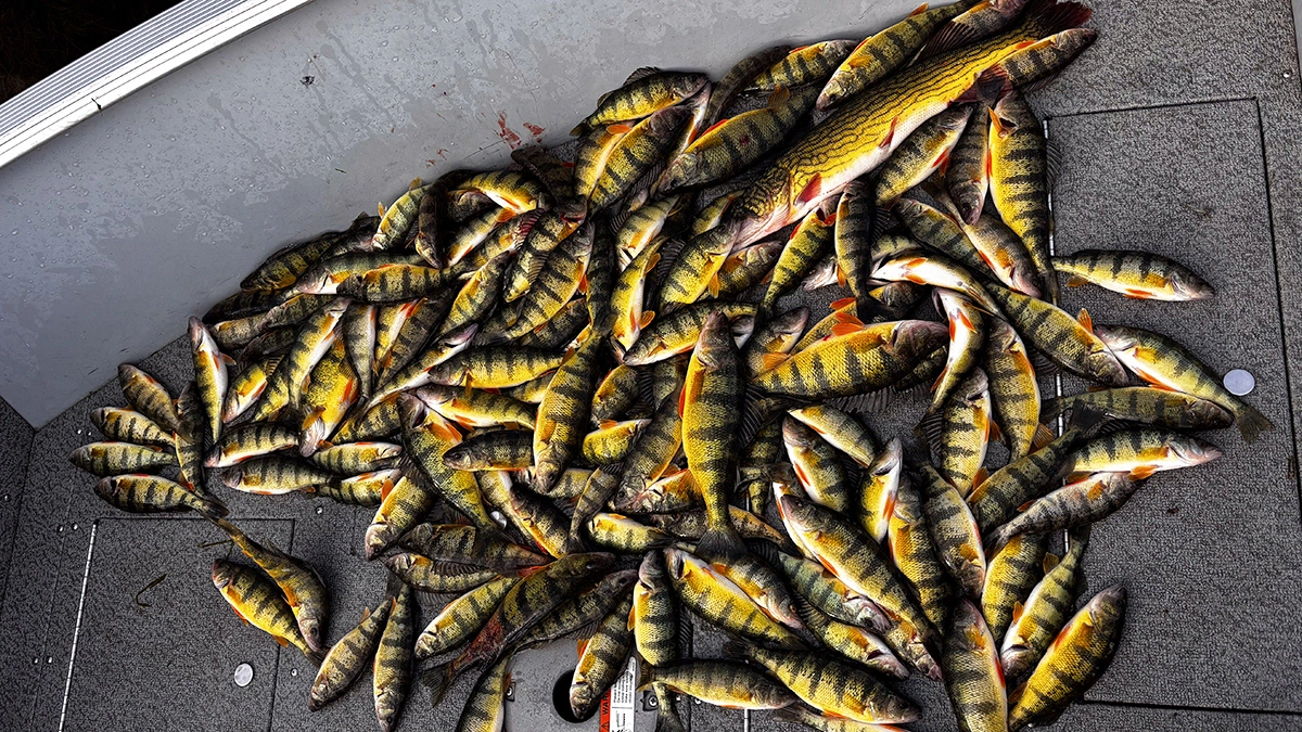 Winter perch piled inside a boat
