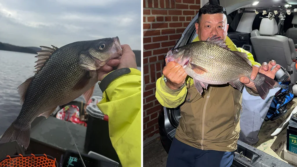 In two different images, Yongfeng Tian of Brooklyn holds his New York record-setting a 3-pound, 4-ounce white perch