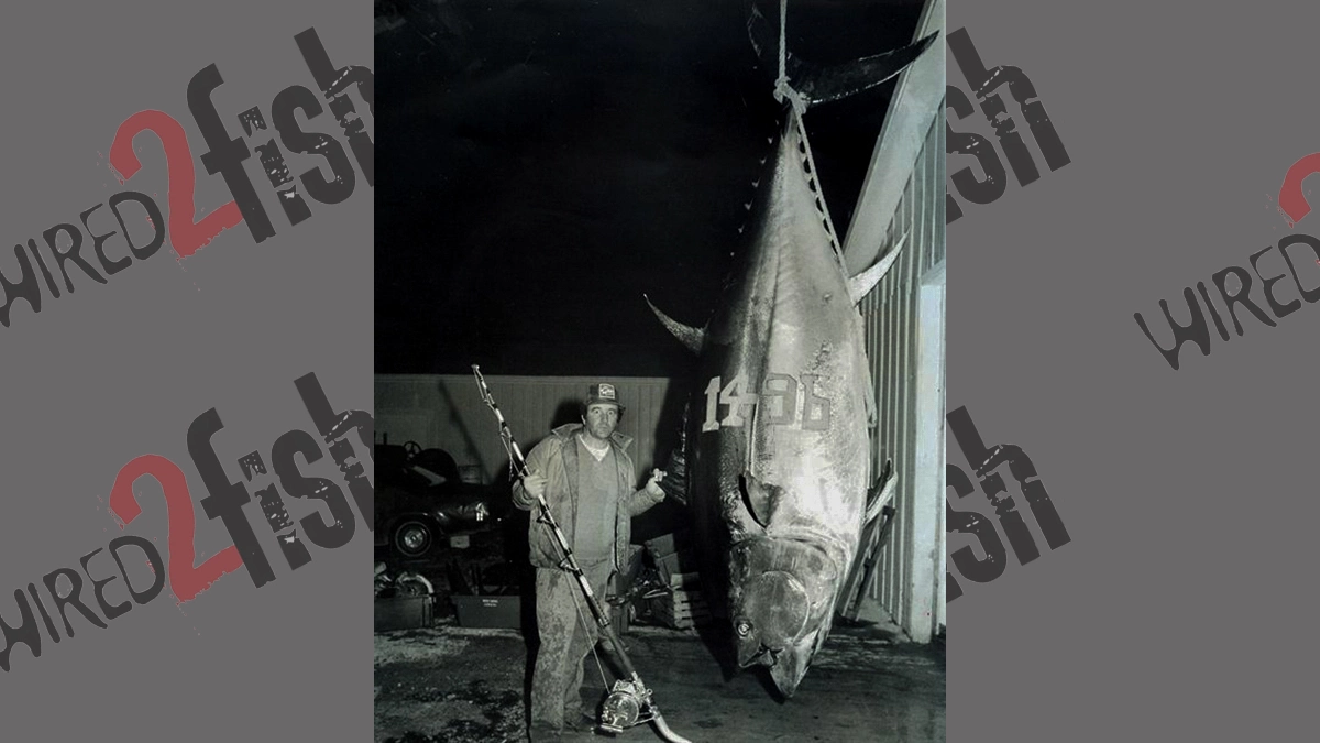 In a black-and white photo, a man stands next to his world-record bluefin tuna.