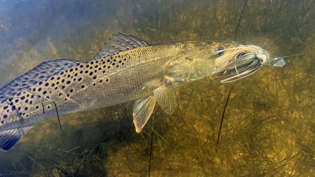 Berkley Saltwater SlobberKnocker lands a seatrout