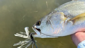 Berkley Saltwater SlobberKnocker catches seatrout