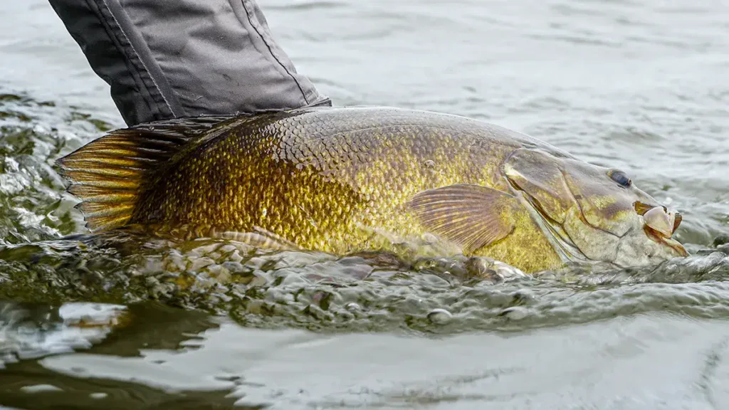 smallmouth caught in river