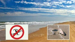 Texas Bans Fishing With Drones