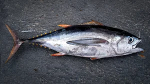 A bigeye tuna on its side