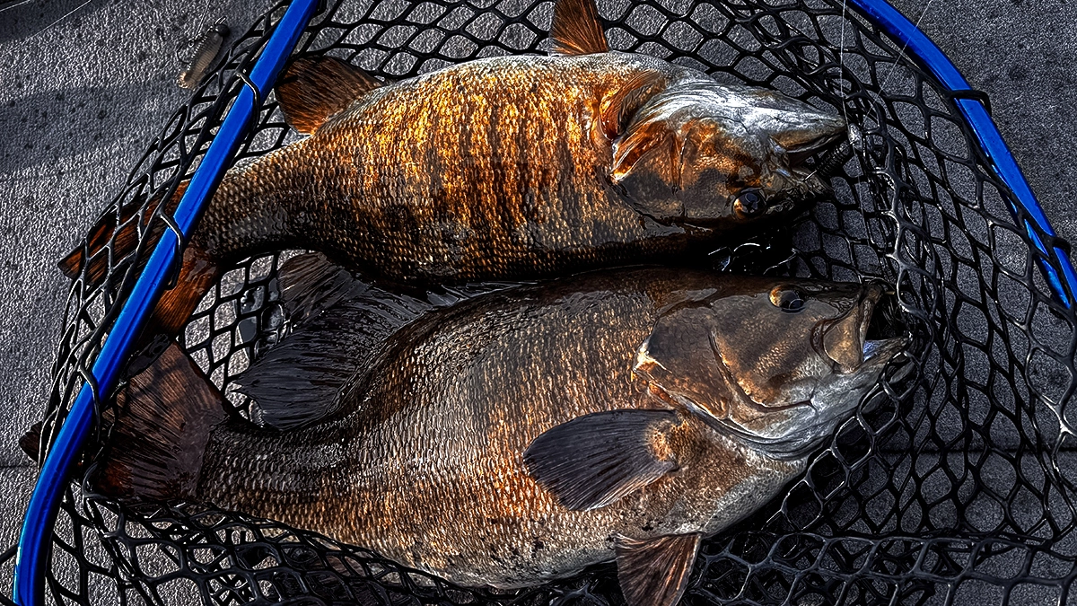 Two freshly caught bass in a net