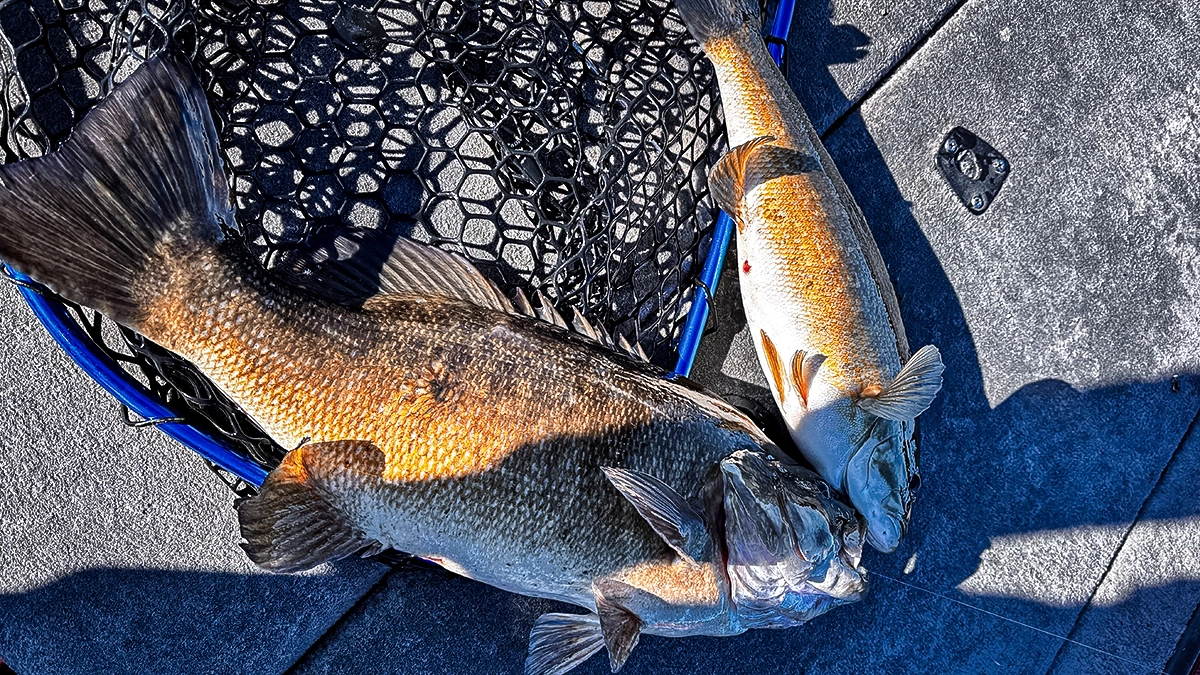 Two bass caught in the winter are partially in a net on the deck of a boat.