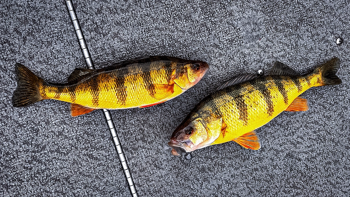 Two perch inside a boat