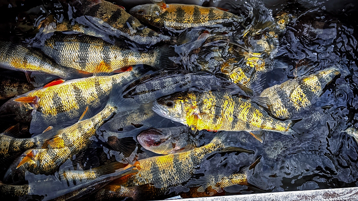 Freshly caught winter perch floating in water