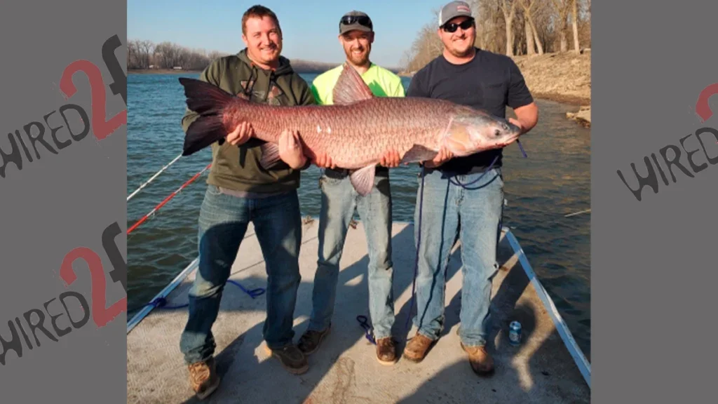 Black carp all-tackle world record (by weight)